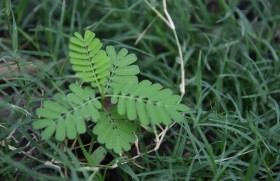 प्रतीकात्मक तस्वीर