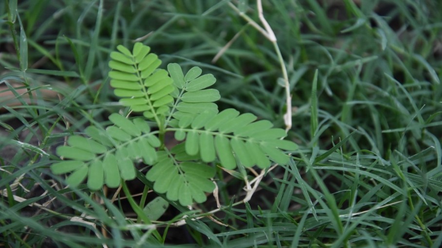 प्रतीकात्मक तस्वीर